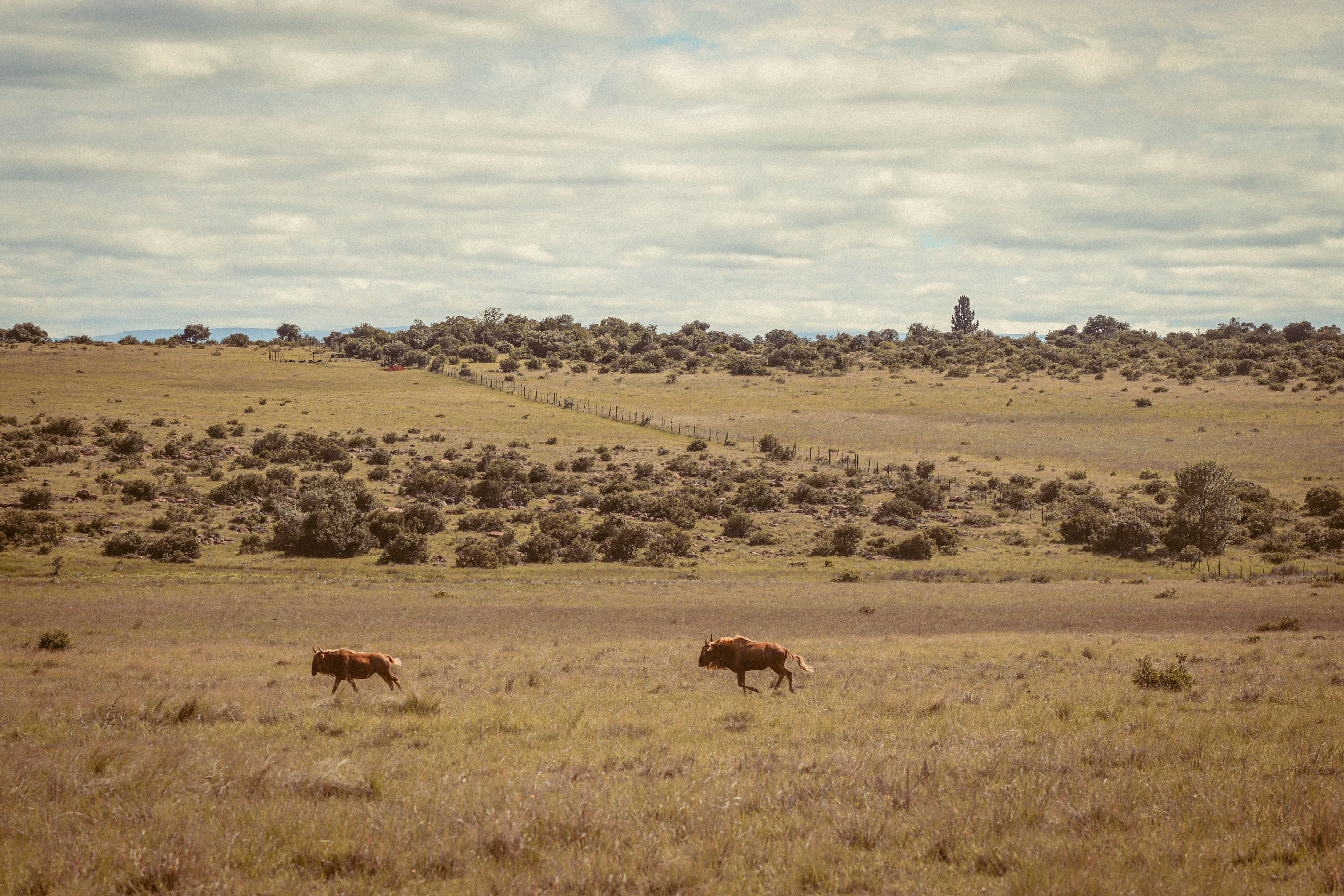 photo de la savane